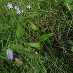 Campanula rapunculus Blad