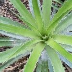 Bromelia pinguin List