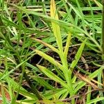 Scabiosa canescens Blatt