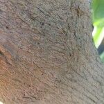 Calotropis gigantea 樹皮