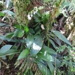 Calanthe sylvatica Costuma