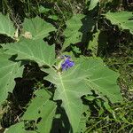 Solanum crinitum Habitus