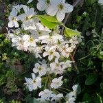 Pyrus calleryana Flower