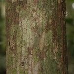 Pachira dolichocalyx Bark
