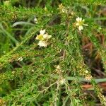 Lespedeza cuneata Flower