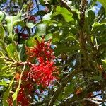 Stenocarpus sinuatus Fiore