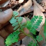 Phyllanthus urinaria Leaf