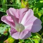 Calystegia sepium Квітка