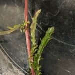 Leucanthemum vulgare Feuille