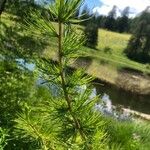 Larix occidentalis Leaf