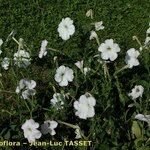 Petunia axillaris Habitus