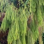 Dacrydium cupressinum Leaf