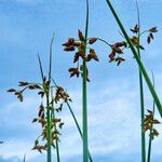 Schoenoplectus lacustris Fleur