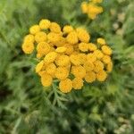 Tanacetum vulgareFlower