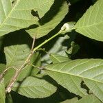 Cleidion castaneifolium Leaf