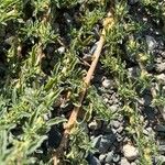 Amaranthus blitoides Bark