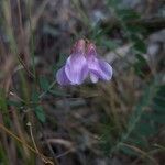 Vicia americana Flower