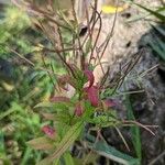 Epilobium coloratum Φύλλο