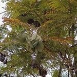 Jacaranda mimosifolia Fruit