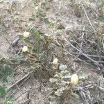 Malvella leprosa Habit