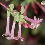 Symphoricarpos longiflorus Flower