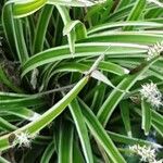 Carex morrowii पत्ता