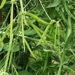 Lathyrus odoratus Fruit