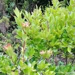 Vaccinium cylindraceum Hoja