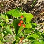 Carissa spinarum Fruit