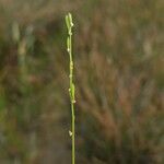 Triglochin palustris Flower