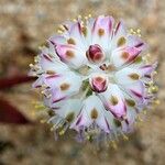 Allium ericetorum