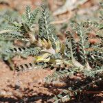 Astragalus trigonus List