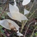 Lunaria rediviva Leaf