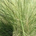 Muhlenbergia capillaris পাতা