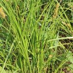 Carex vulpinoidea Hoja