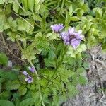 Cardamine chelidonia Blüte