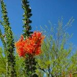Fouquieria splendens Flower