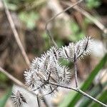 Torilis leptophylla Kvet