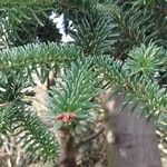 Abies numidica ഇല