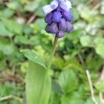 Muscari latifolium Flor
