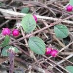 Symphoricarpos orbiculatus Φρούτο