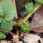 Potentilla sterilis ഇല