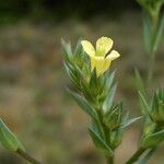 Linum strictum Λουλούδι