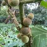 Solanum quitoense Fruto