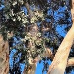 Eucalyptus dalrympleana Yaprak