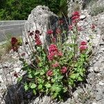 Valeriana rubra Συνήθη χαρακτηριστικά