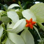 Mussaenda philippica फूल