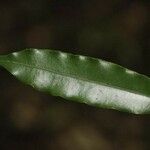 Ruizterania albiflora ᱥᱟᱠᱟᱢ