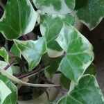 Senecio macroglossus Hoja