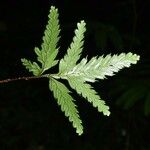 Selaginella parkeri Лист